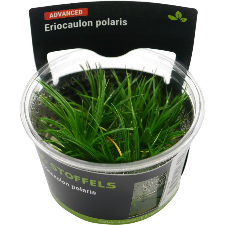 Planta acvariu Stoffels Eriocaulon polaris in vitro - imagine 4